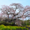 山間のしだれ桜