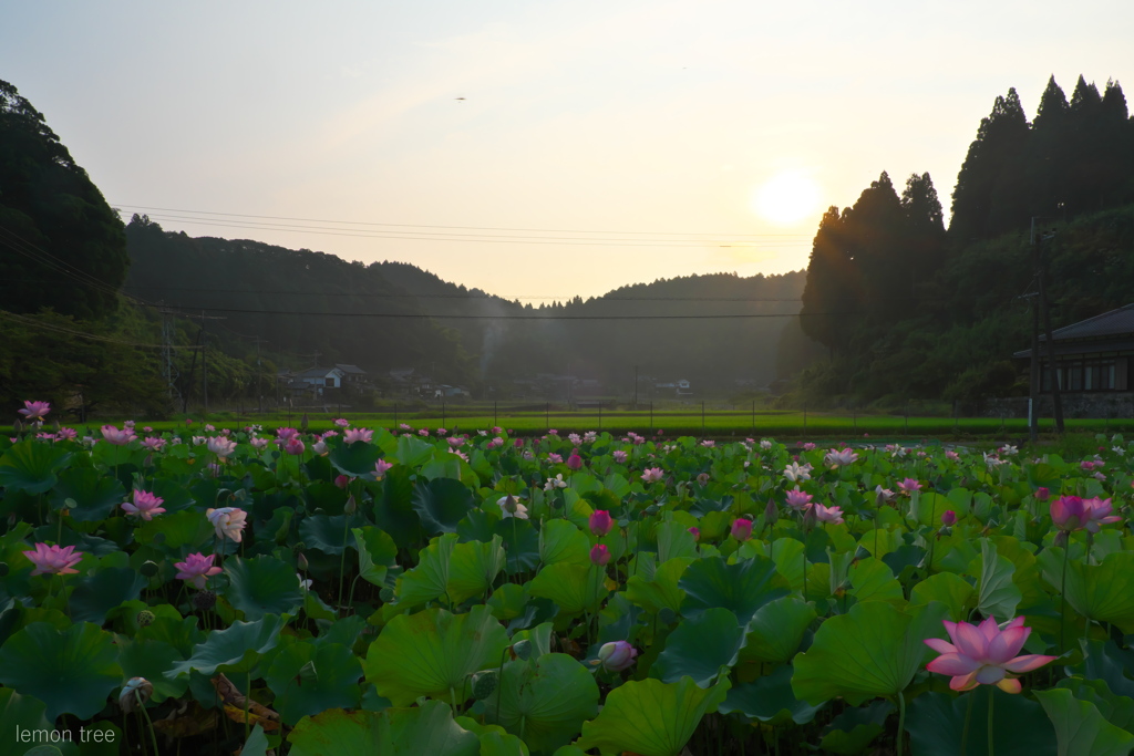朝の気配