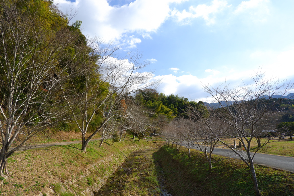 里の川並木