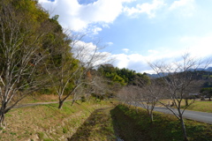 里の川並木