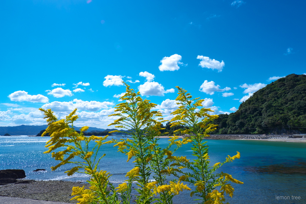 海岸