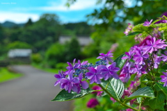 梅雨の中休み
