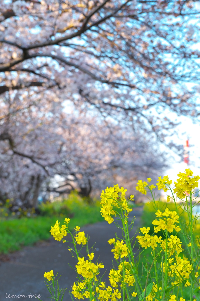 菜の花