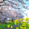 菜の花