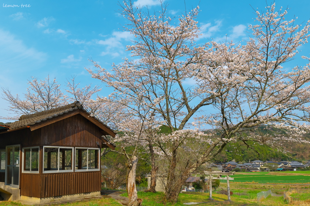 神社の春