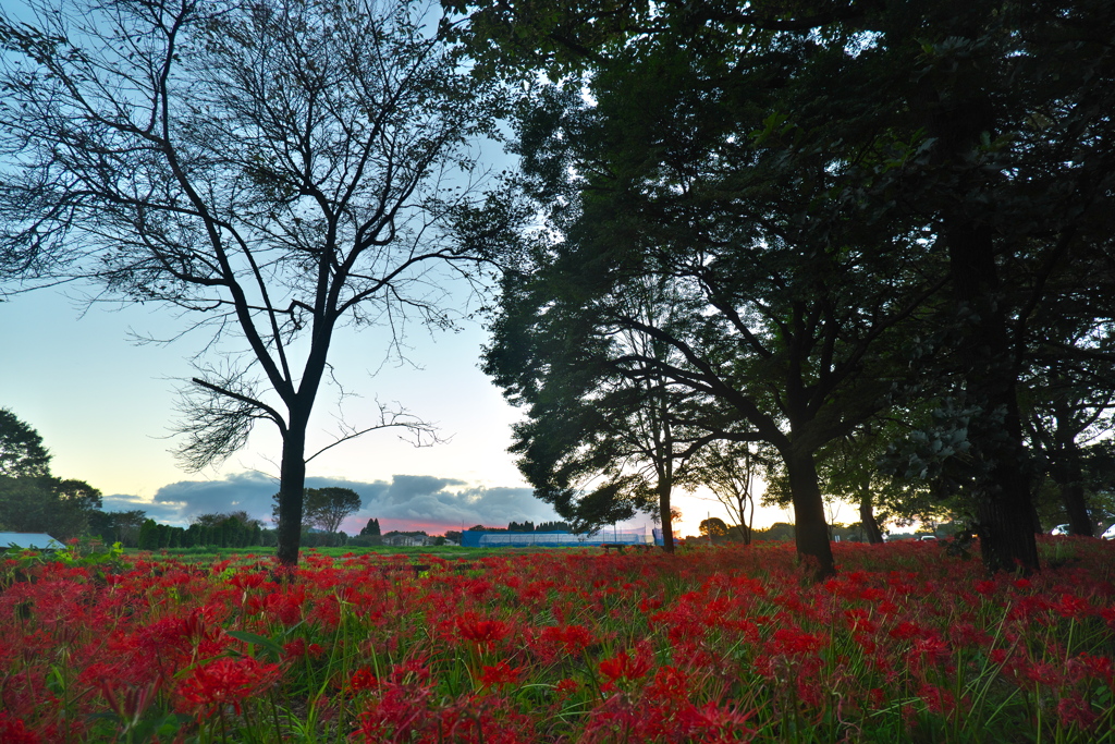 夕暮れに彼岸花