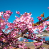 漁港の河津桜