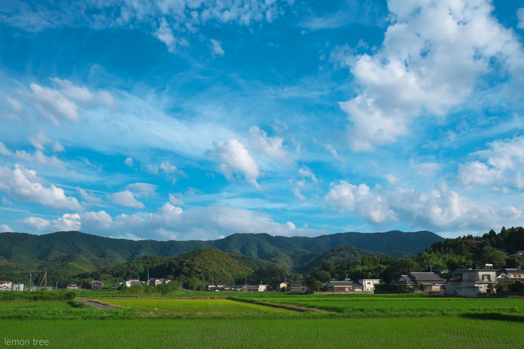 夏雲