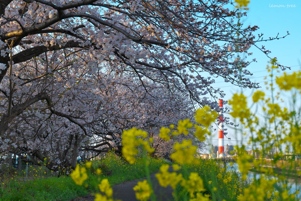 Spring has come