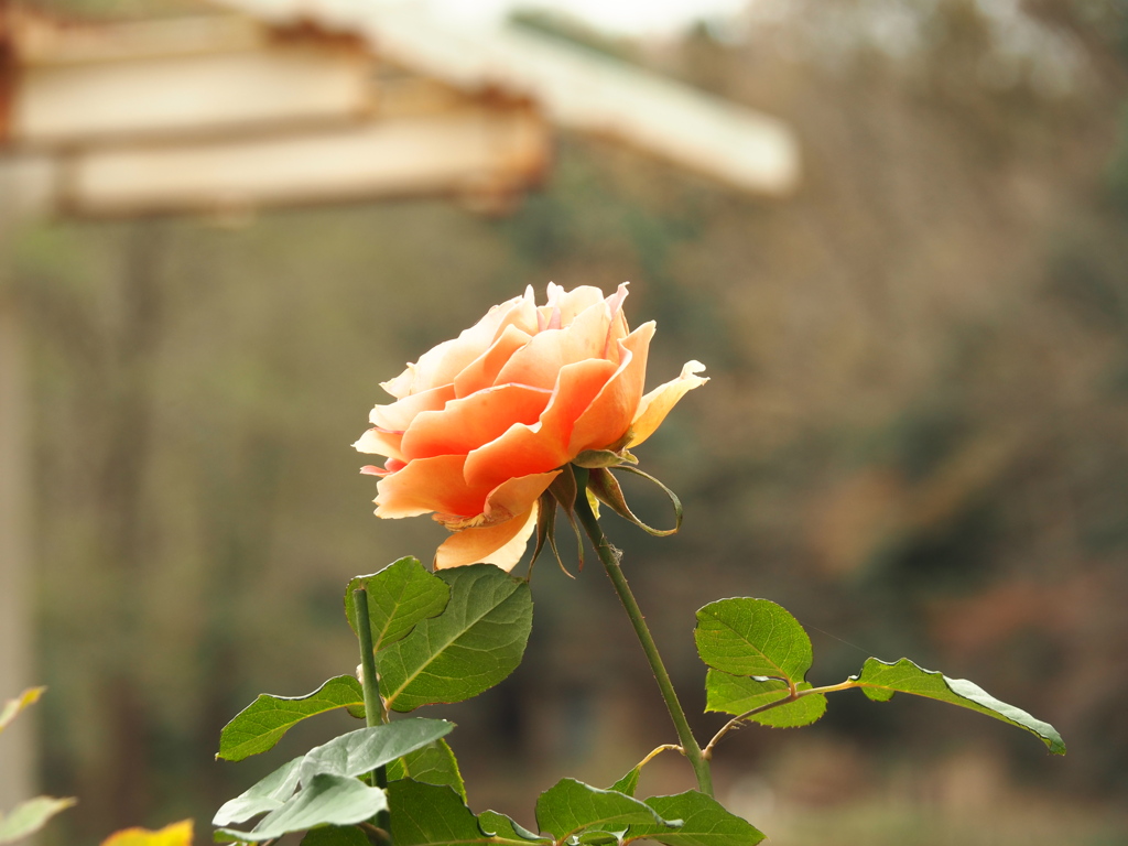 薔薇の横顔
