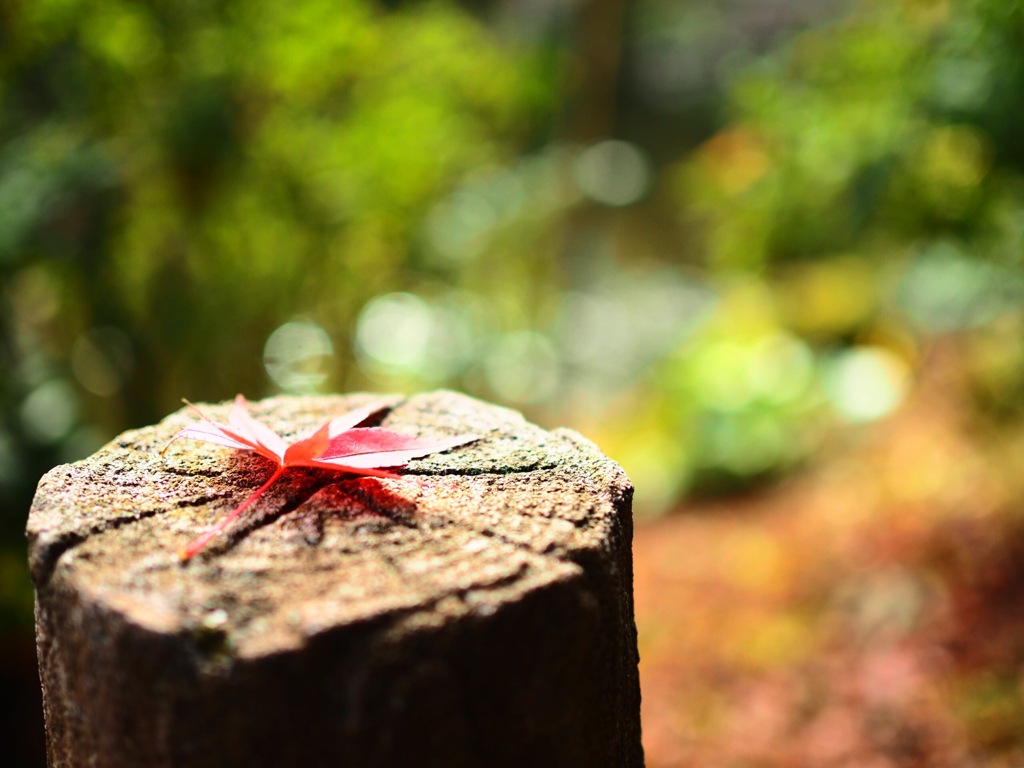 落ち葉の紅葉