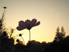 夕暮れのコスモス