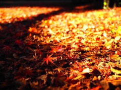 雨上がりの紅葉