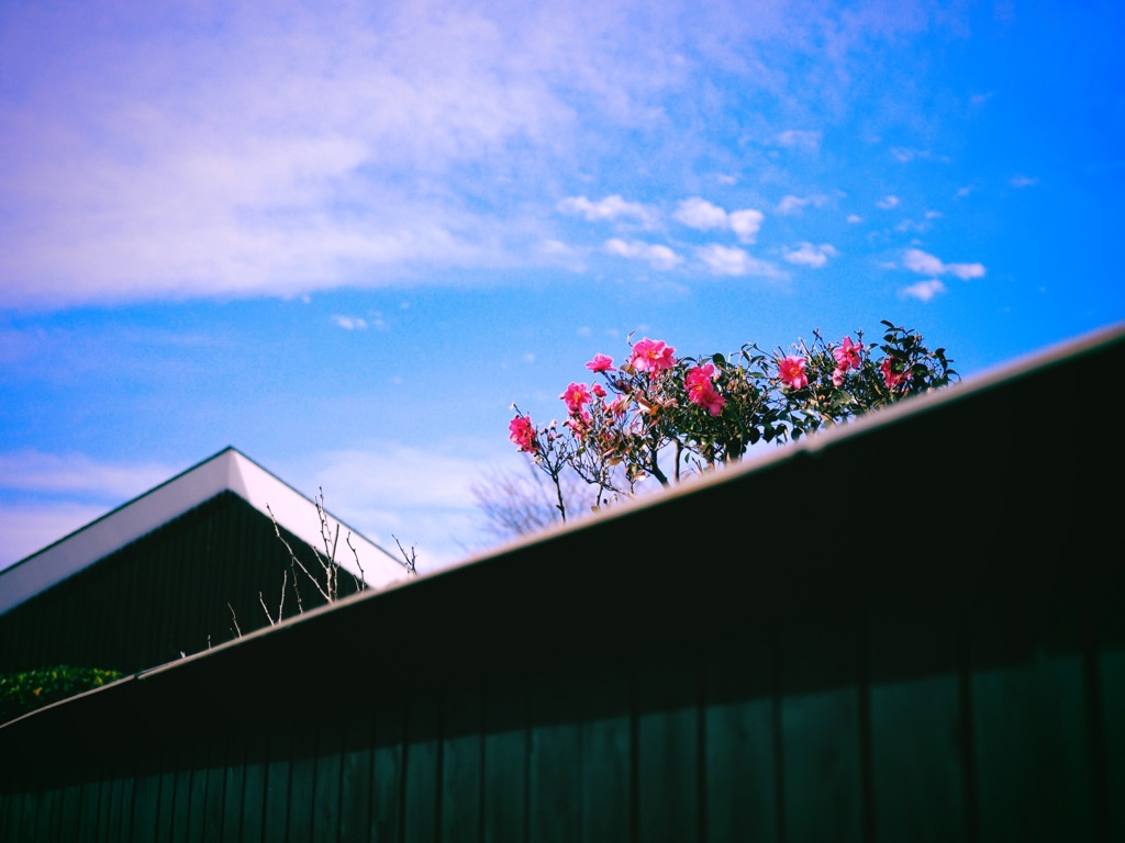 塀の向こうの花
