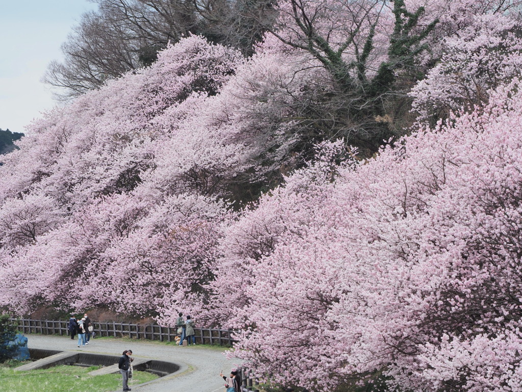 春めき桜