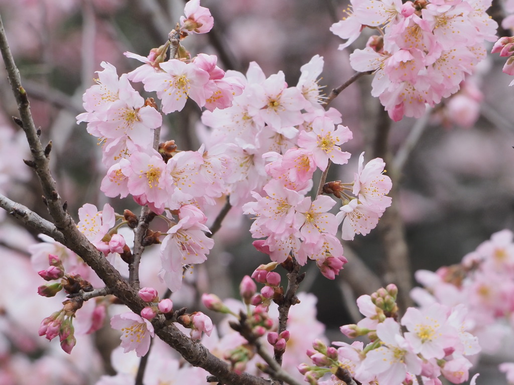 春めき桜