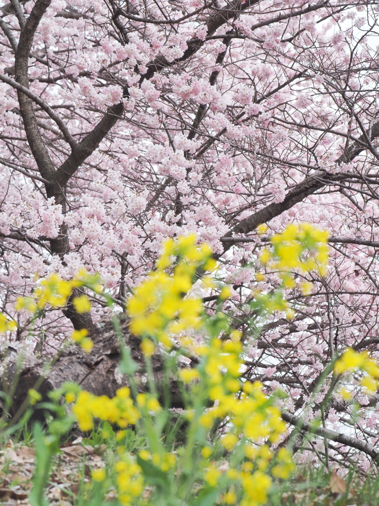 春めき桜