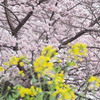 春めき桜