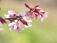 おかめ桜 2