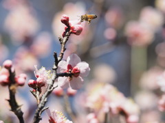 梅の花とミツバチさん