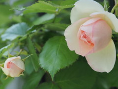 ピエール・ド・ロンサール 1
