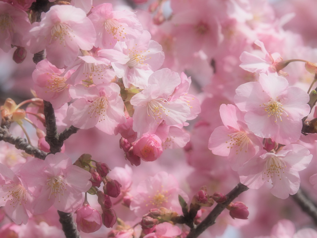 河津桜 1