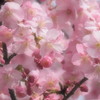 河津桜 1