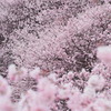  春めき桜