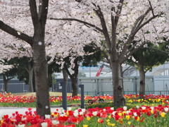 チューリップと桜