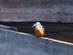 カワセミさん　3