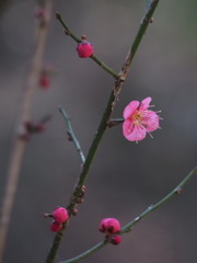 紅梅　1