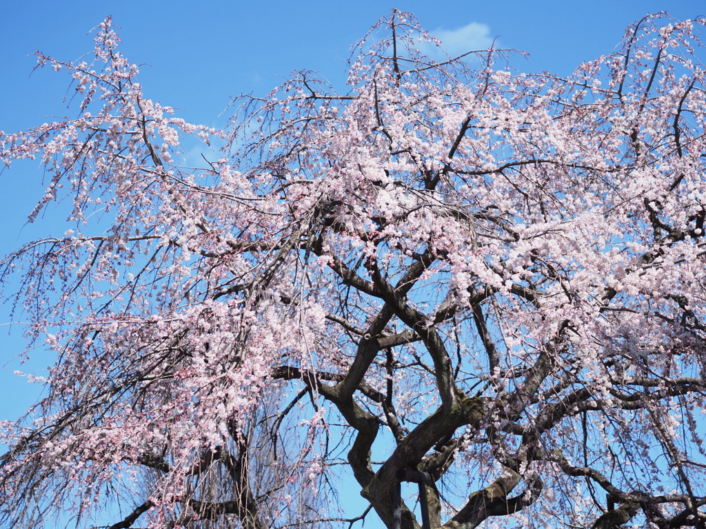 満開の枝垂れ桜