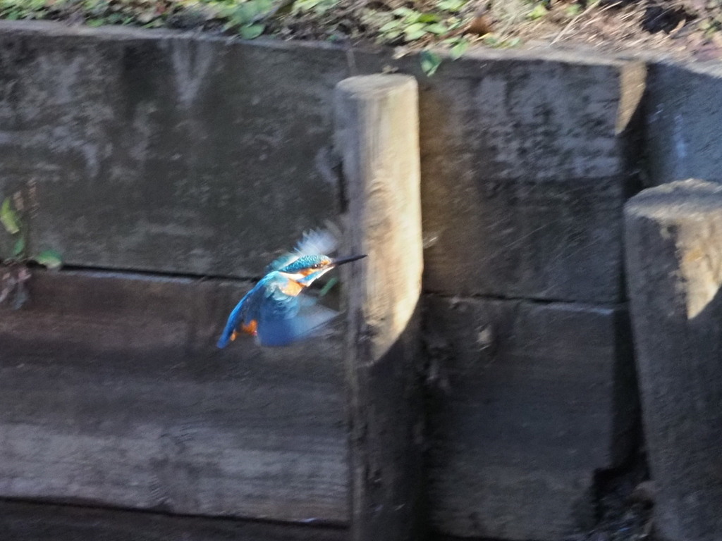 カワセミさん　7