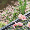 散り桜