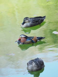 カルガモさんと仲良く