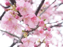 河津桜 2