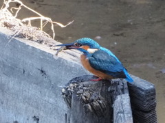 カワセミさん　4