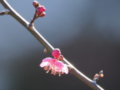 紅梅