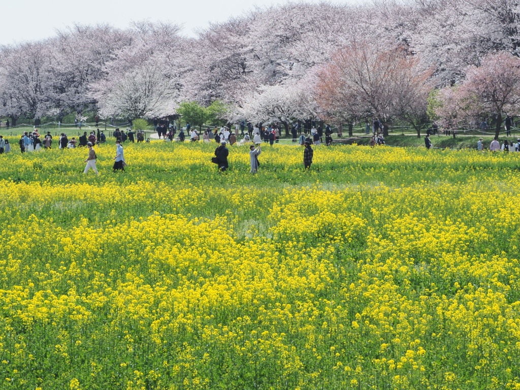 桜堤 2