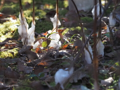 シモバシラ