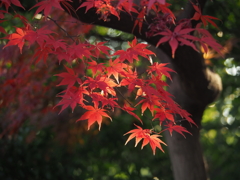 紅葉