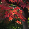 紅葉