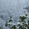 初雪　2