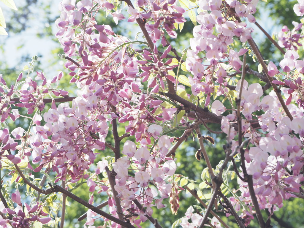 甲比丹藤（かびたんふじ）