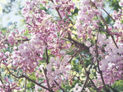 甲比丹藤（かびたんふじ）