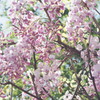 甲比丹藤（かびたんふじ）