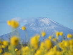 富士と菜の花