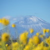 富士と菜の花