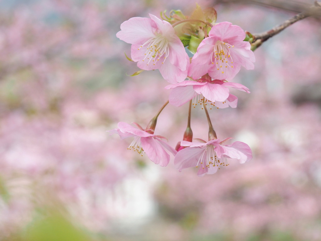 河津桜 3