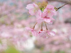 河津桜 3